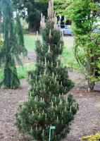 pinus_thunbergii_kotobukii_2