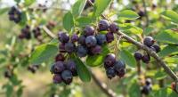 Ирга гибридная Saskatoon Berry  - фото саженцы, для посадки 