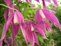 clematis_alpina_violet_purple_2