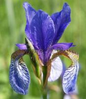 iris_sibirica_blau