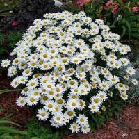 leucantheum_becky_1