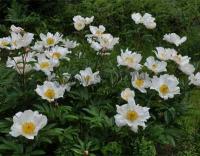 paeonia_ld_whinter_wings