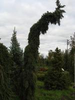 DSC00653