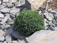 picea_glauca_blue_planet3