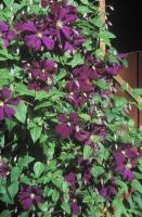 clematis_etoile_violette_1