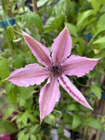 Клематис Hagley Hybrid  - фото саженцы, для посадки 