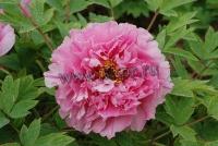 paeonia_suffruticosa_yin_hong_qiao_dui