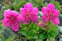 rhododendron_camtschaticum_1