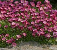 saxifraga_arendsii_rosenzwerg
