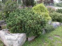 pinus_mugo