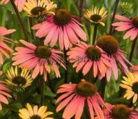 echinacea_summer_cocktail