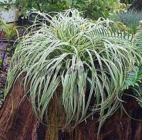 carex_morrowii_silver_sceptre