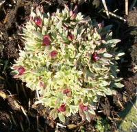 saxifraga_arendsii_argentovariegata