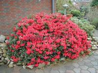 rhododendronrepensbadenbaden