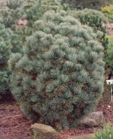pinus_pumila_globe_1