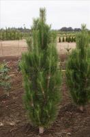 pinus_nigra_arnold_sentinel_2