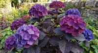 Гортензия крупнолистная Dark Angel Purple  - фото саженцы, для посадки 