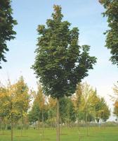 Клен остролистный Olmsted