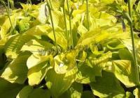 hosta_hybride_august_moon