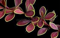 berberis_thunbergii_coronita_1