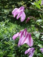 clematis_aljonushka