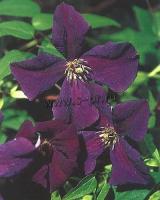 clematis_vitalba_polish_spirit