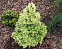 picea_glauca_biesenthaler_fruhling