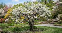 Церцис канадский Texas White  - фото саженцы, для посадки 