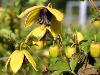 clematis_golden_harvest