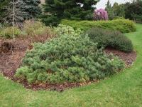 pinus_sylvestris_albyns