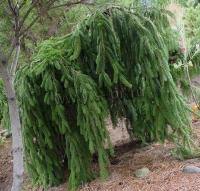 picea_abies_pendula_1