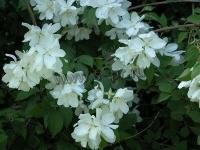 philadelphus_white_rock_1