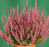 calluna_vulgaris_liliane