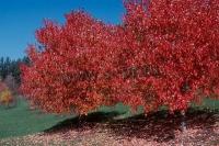 acer_rubrum_red_sunset_1
