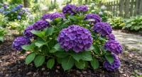 Гортензия крупнолистная Forever & Ever Purple  - фото саженцы, для посадки 