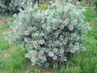pinus_flexilis_pygmaea