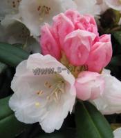 rhododendronyakusimanum