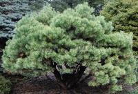 pinus_sylvestris_saxatilis