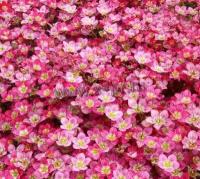saxifraga_arendsii_ingeborg