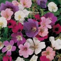 geranium_in_sorte