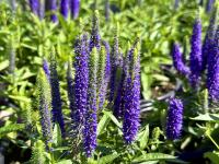 Вероника колосистая Ulster Dwarf Blue  - фото саженцы, для посадки 