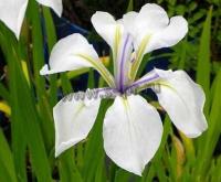 iris_laevigata_snowdrift