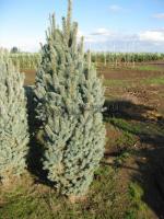 picea_pungens_fastigiata