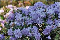 rhododendron_hippophaeoides_1