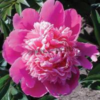 paeonia_ld_duchesse_de_orleans