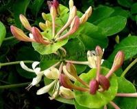 lonicera_caprifolium_2