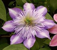 clematis_crystal_fountain_1