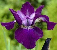 iris_sibirica_hubbard