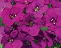 aubrieta_hybrida_axcent_dark_red