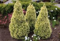 picea_glauca_daisys_white_2